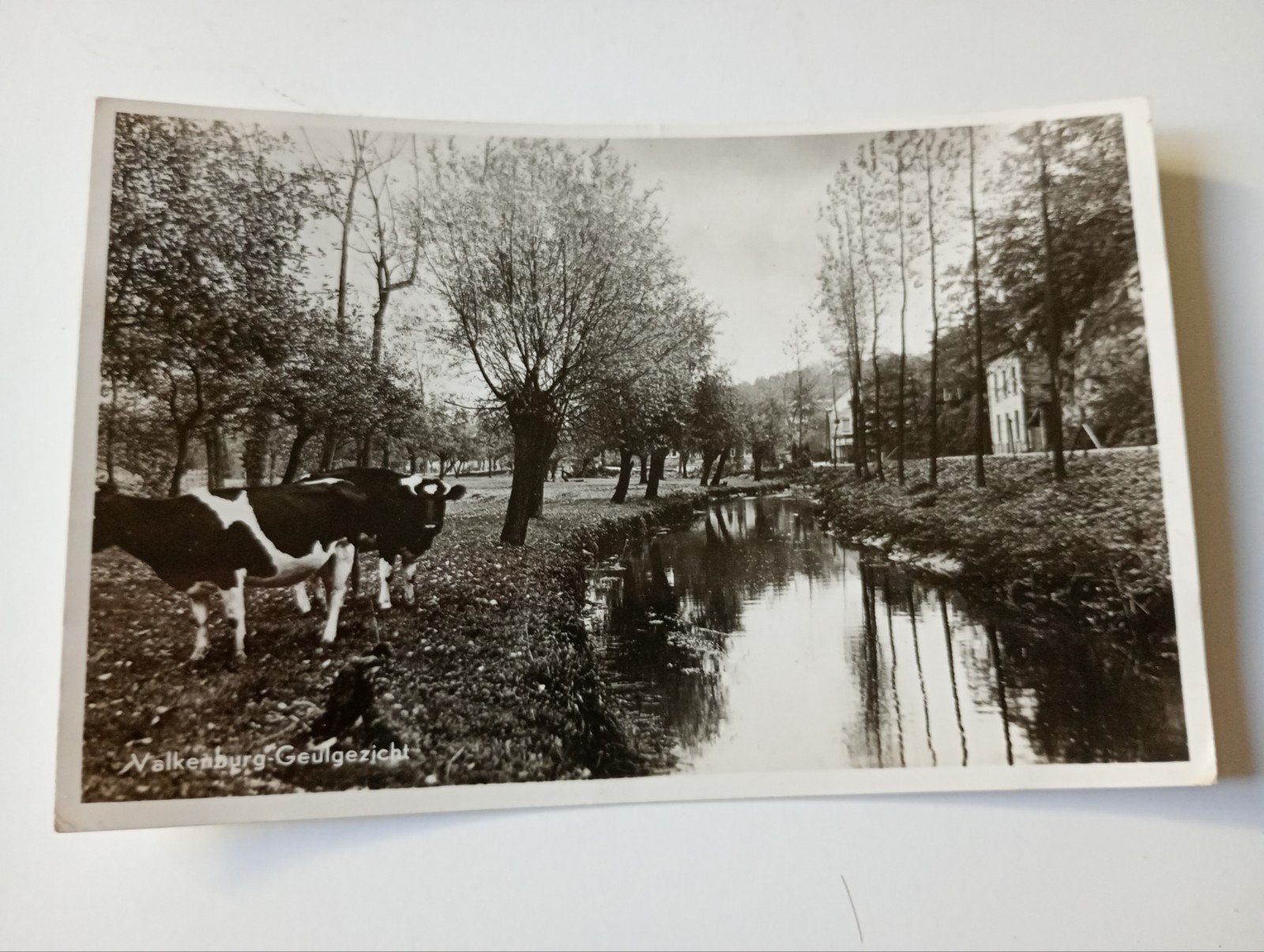 Valkenburg Geul met Koeien 1948, Ophalen of Verzenden, 1940 tot 1960, Gelopen, Limburg