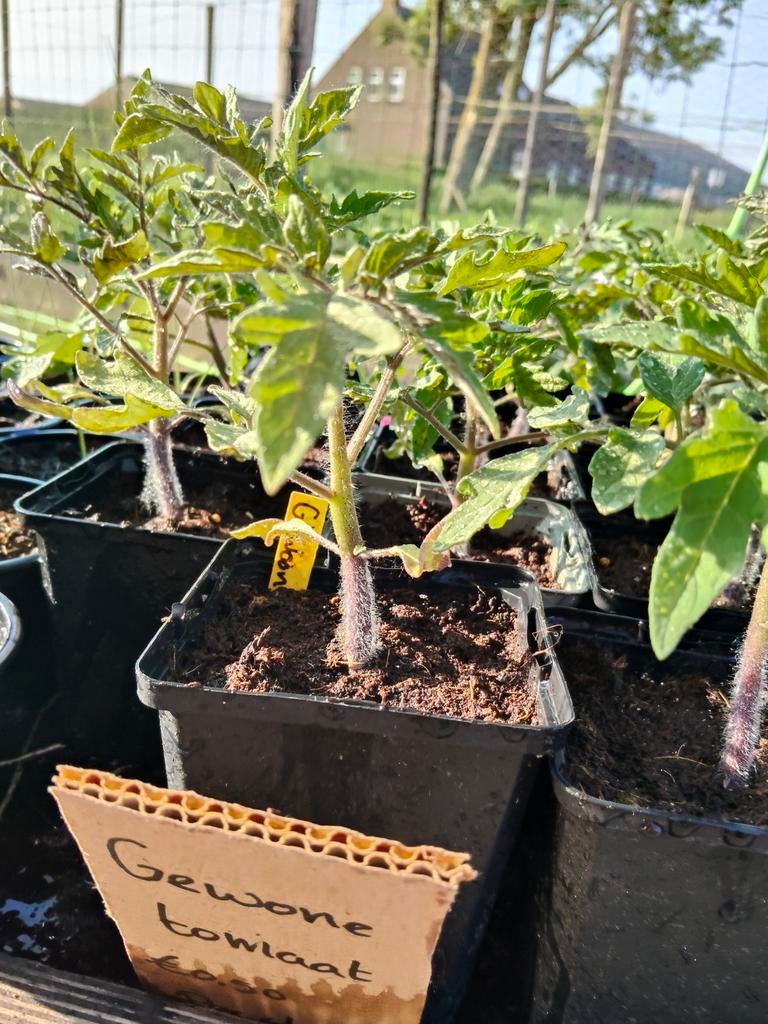 Tomaten plantjes, Tuin en Terras, Planten | Tuinplanten, Ophalen of Verzenden, Eenjarig, Groenteplanten, Volle zon