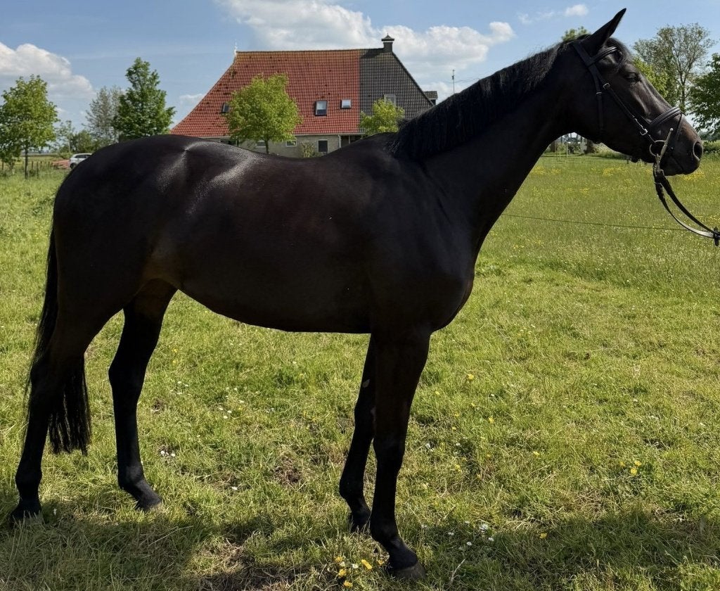 Prachtige zwarte springmerrie, Merrie, Springpaard, Met stamboom, Zadelmak