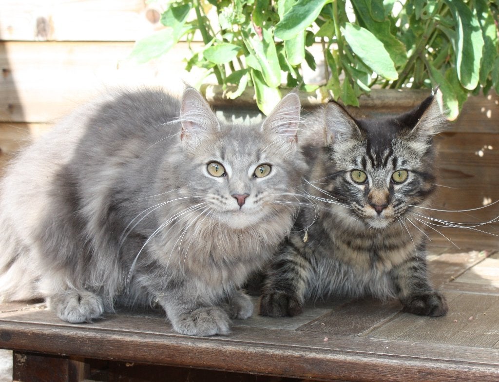 maine coon kittens, Dieren en Toebehoren, Meerdere dieren, Ontwormd, 0 tot 2 jaar