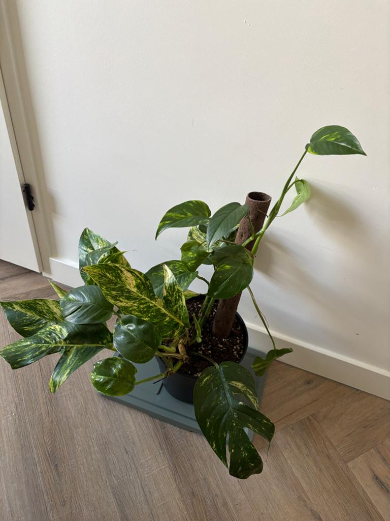Epipremnum Goldfinger P17, Huis en Inrichting, Ophalen, Overige soorten, Halfschaduw, In pot