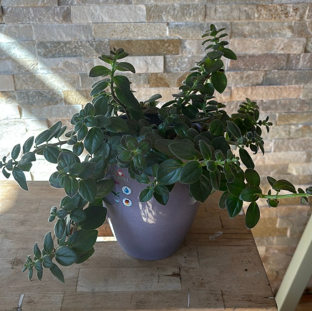 Nematanthus (goudvisje)plant in pot, Overige soorten, In pot, Minder dan 100 cm, Bloeiende kamerplant