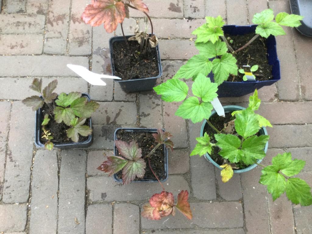 Anemoon, Tuin en Terras, Ophalen of Verzenden, Overige soorten, Volle zon