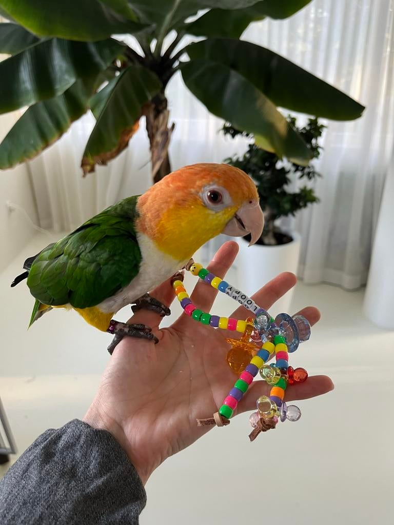 Pleeggezin gezocht voor Loopy - Caique (papegaai), Dieren en Toebehoren, Mannelijk