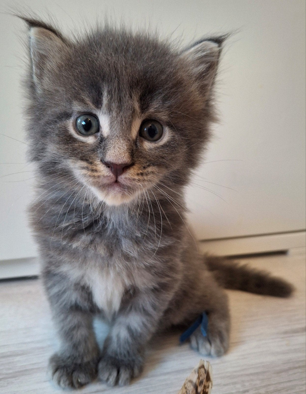 Nog 2 ♂️♂️ blue tabby black 💯% Maine Coon kittens ️️️, Meerdere dieren, Ontwormd, 0 tot 2 jaar