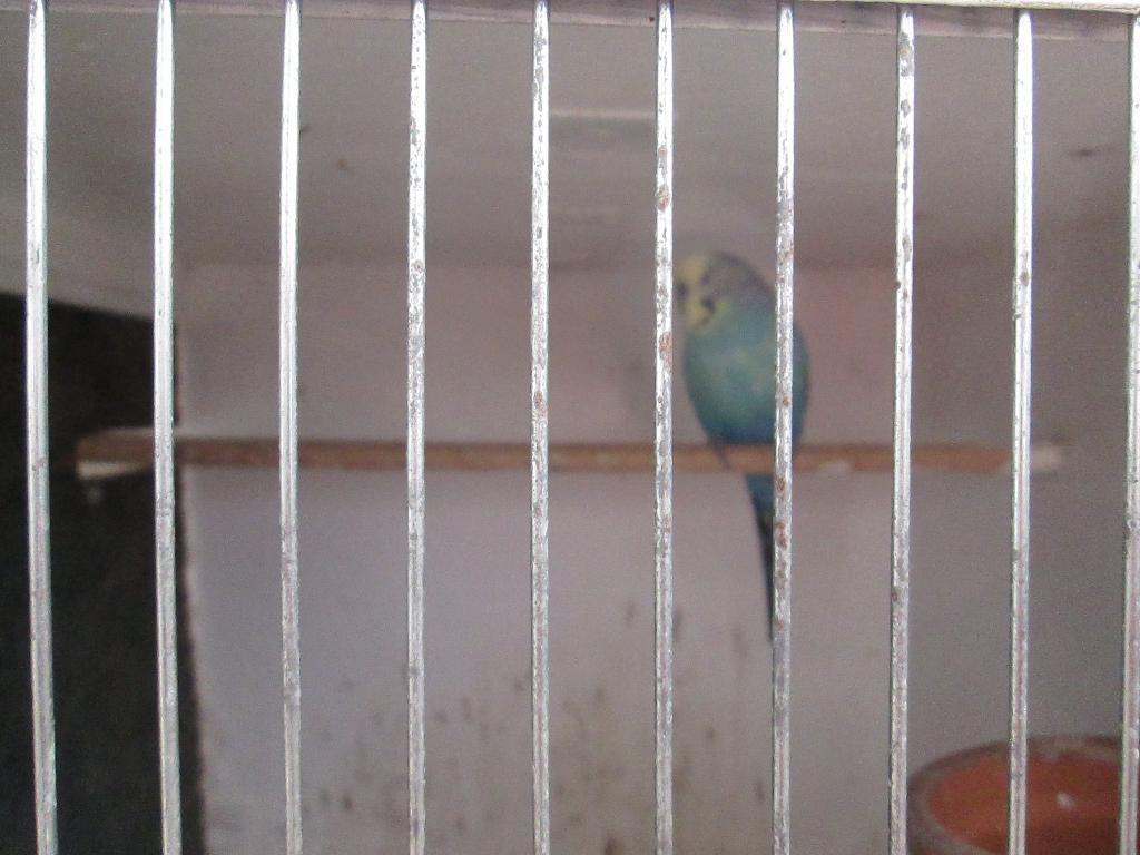 blauwe parkiet pop  5euro, Vrouwelijk, Papegaai