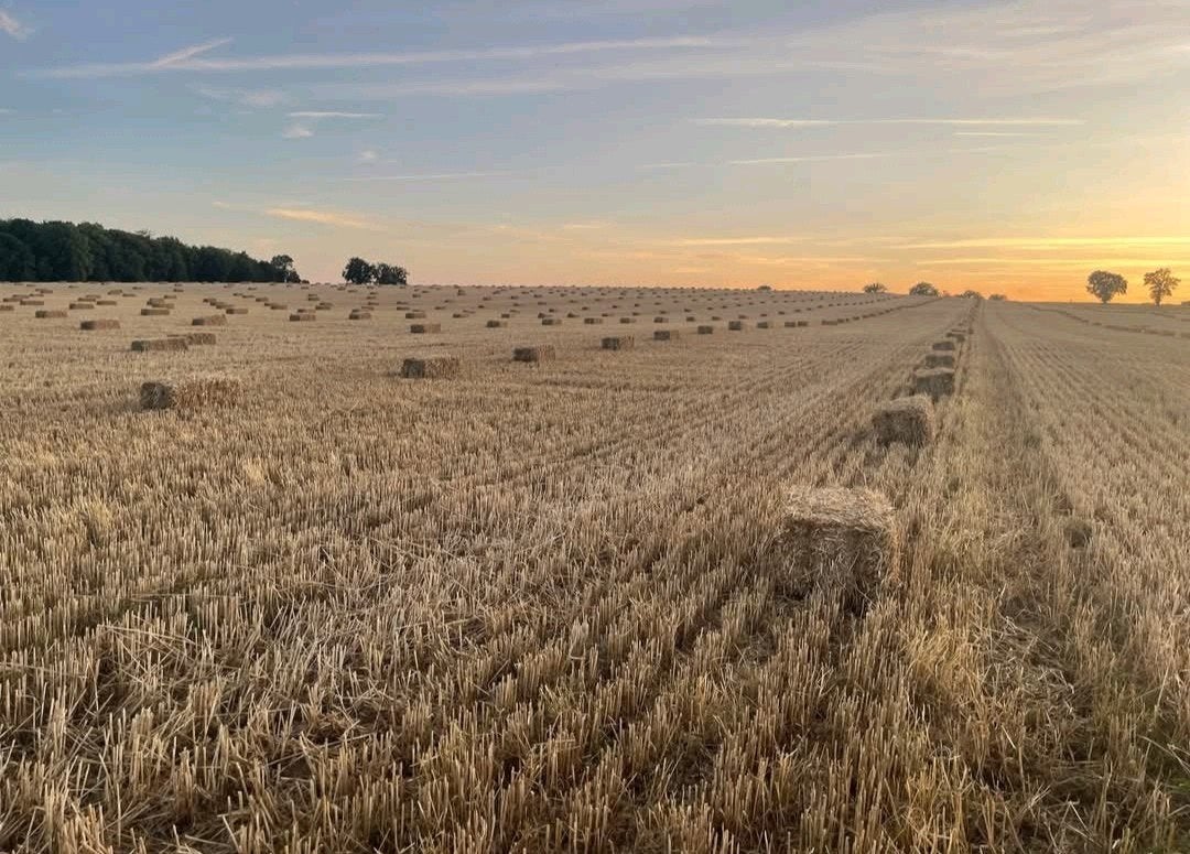 Te koop gerste stro  af land kleine pakken of in bundels, Ophalen of Verzenden