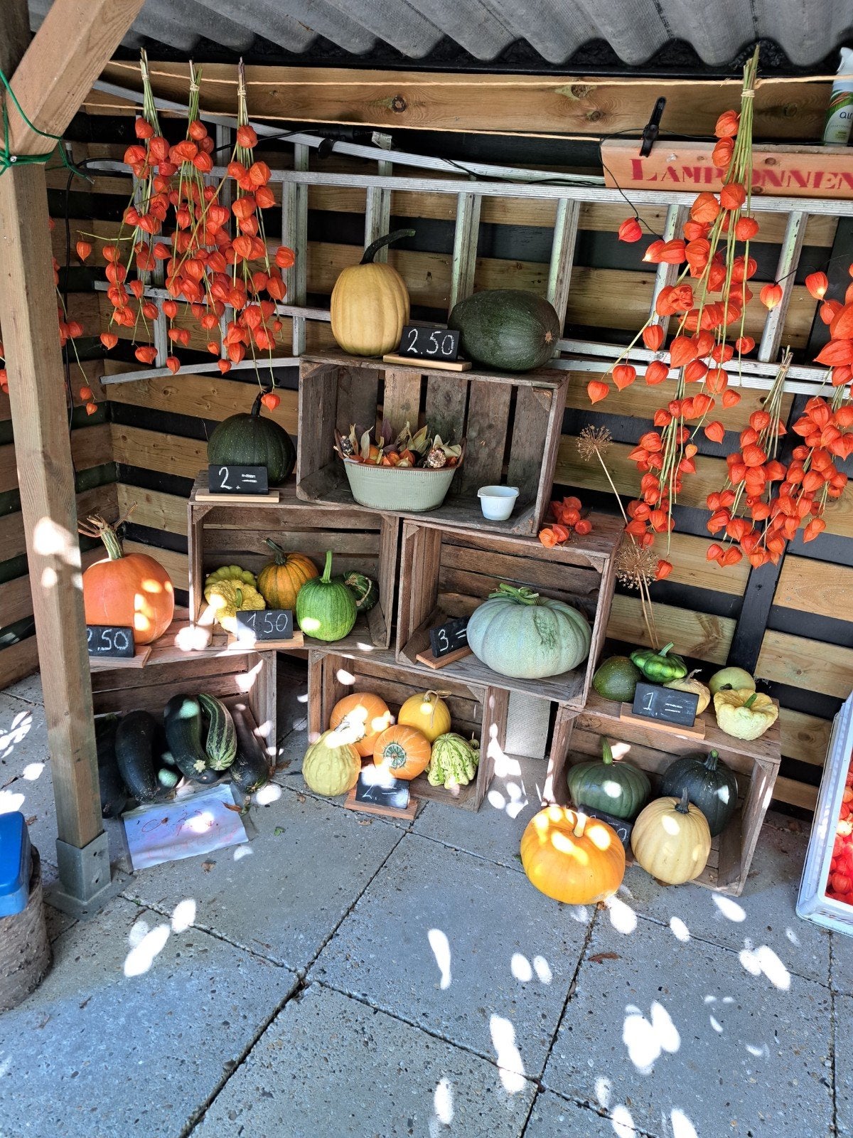 lampionnen physalis bloemen, Ophalen of Verzenden, Overige soorten, Volle zon