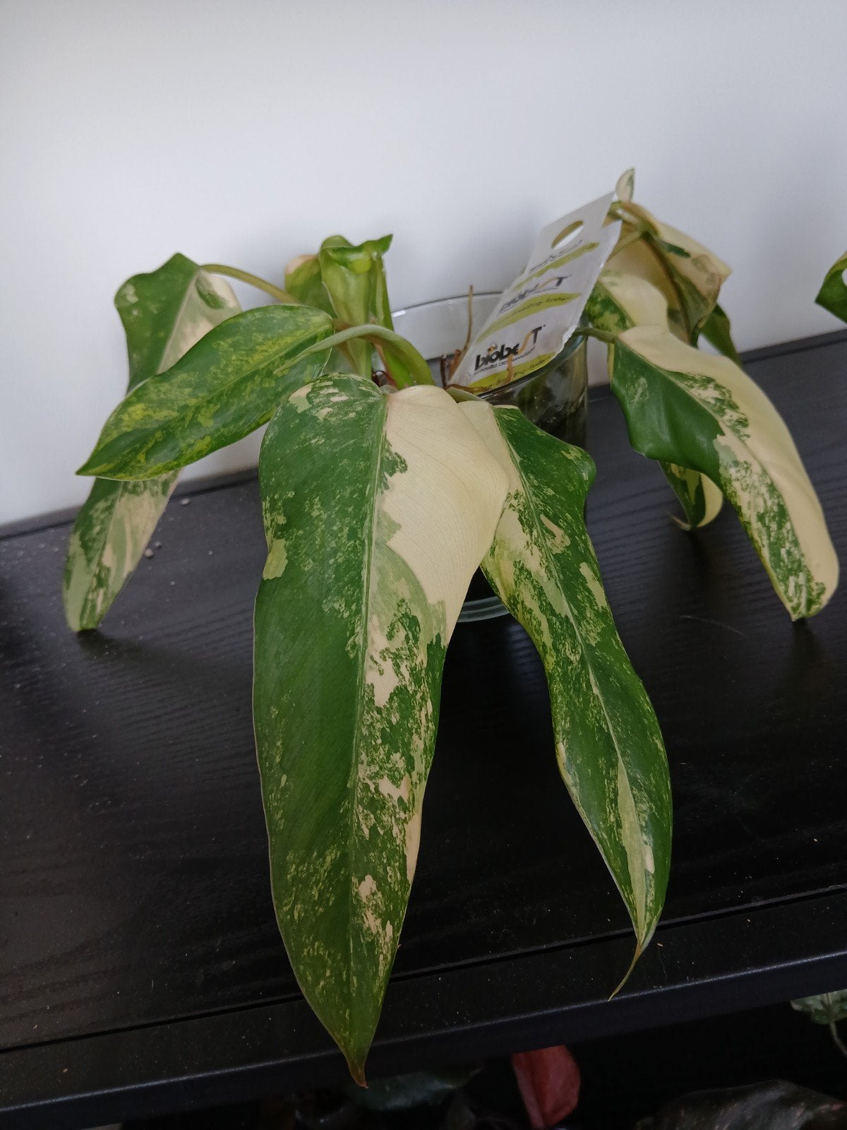 Philodendron Domesticum variegata stekken (geworteld), Huis en Inrichting, Kamerplanten, Ophalen of Verzenden, Halfschaduw, Minder dan 100 cm