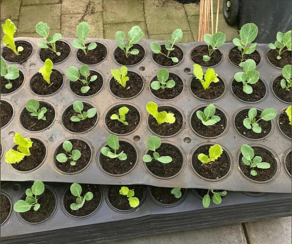 Kweek- of Moestuin Platen 18 of 32 gaten 125x55 cm groot, Ophalen, Gebruikt, Kweekbak