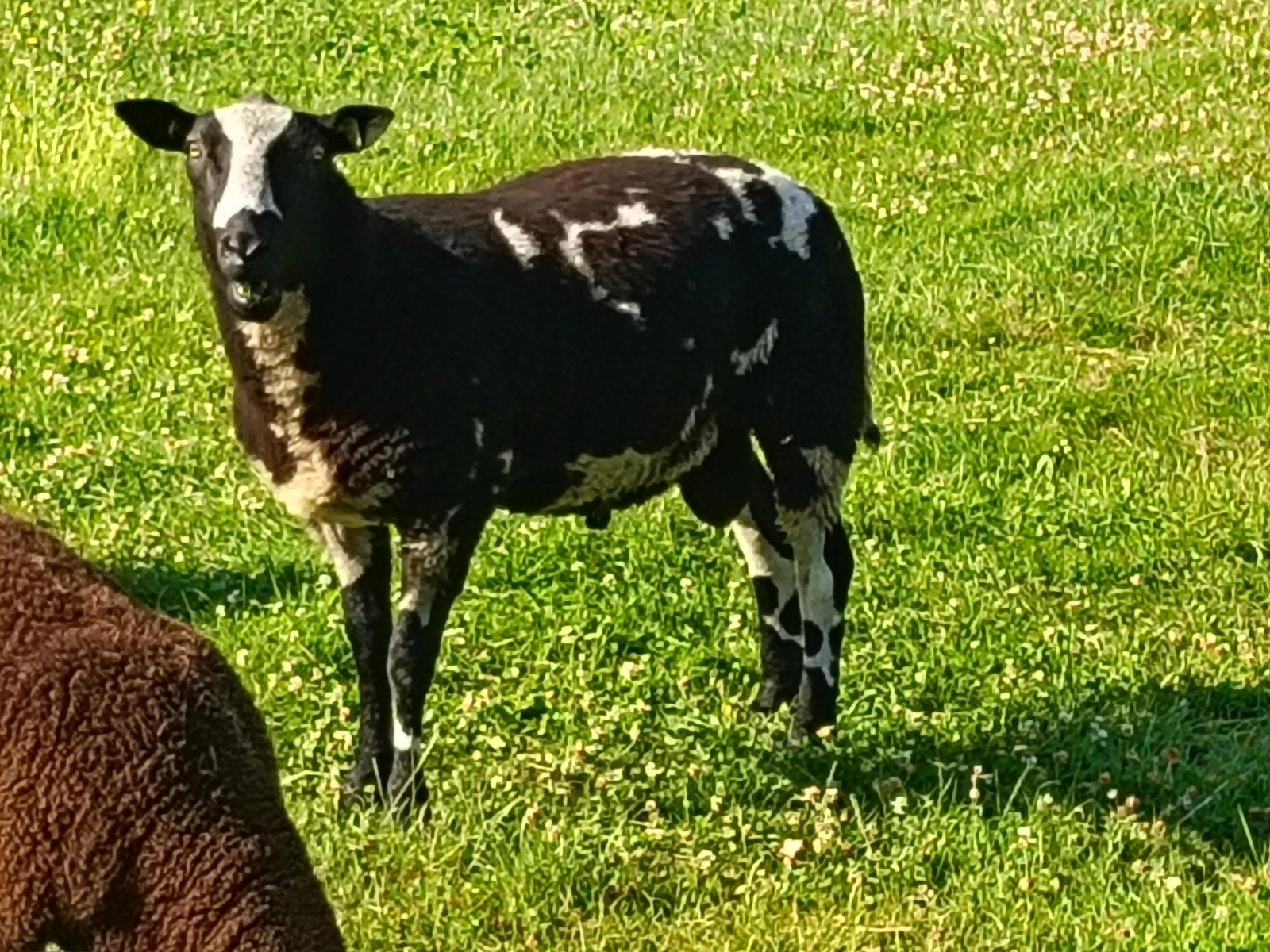 Dekram te koop, Dieren en Toebehoren, Mannelijk, Schaap