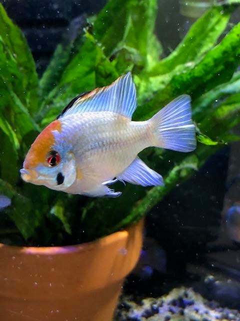 Ramirezi electric bleu, Dieren en Toebehoren, Vissen | Aquariumvissen, Vis