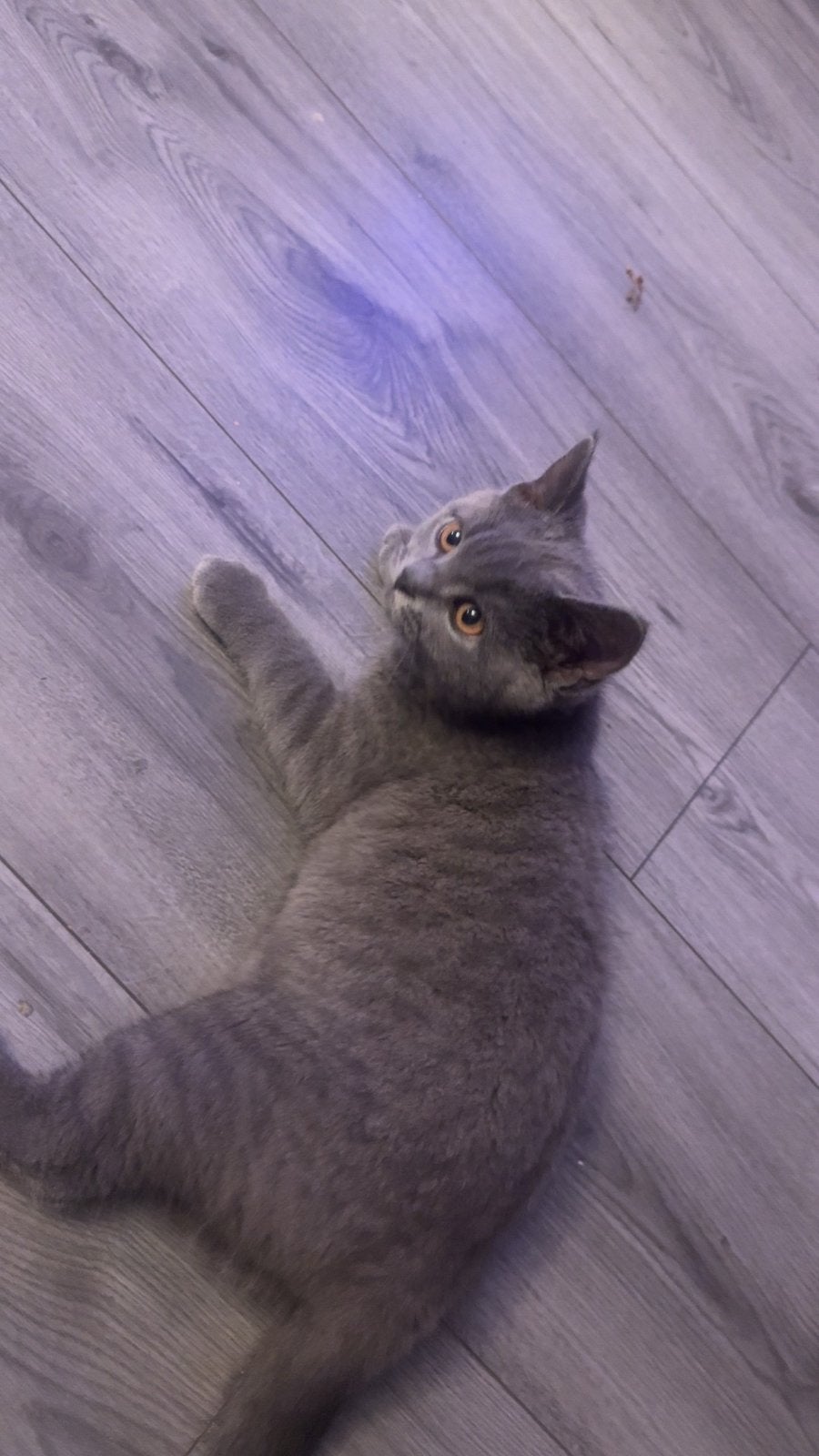 Lieve kater Leo zoekt een liefdevol thuis, Dieren en Toebehoren, Kater