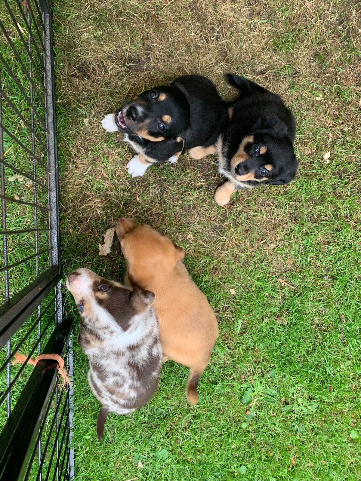Border Weenie pups, super goed gesocialiseerd & actief!, Dieren en Toebehoren, 8 tot 15 weken, Parvo, Meerdere, Meerdere dieren
