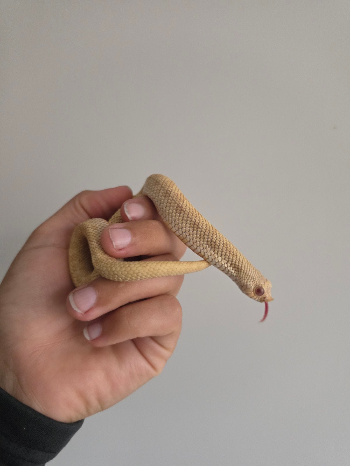 1.0 Albino Haakneus, hognose slang man '23, Slang, Tam, 3 tot 6 jaar