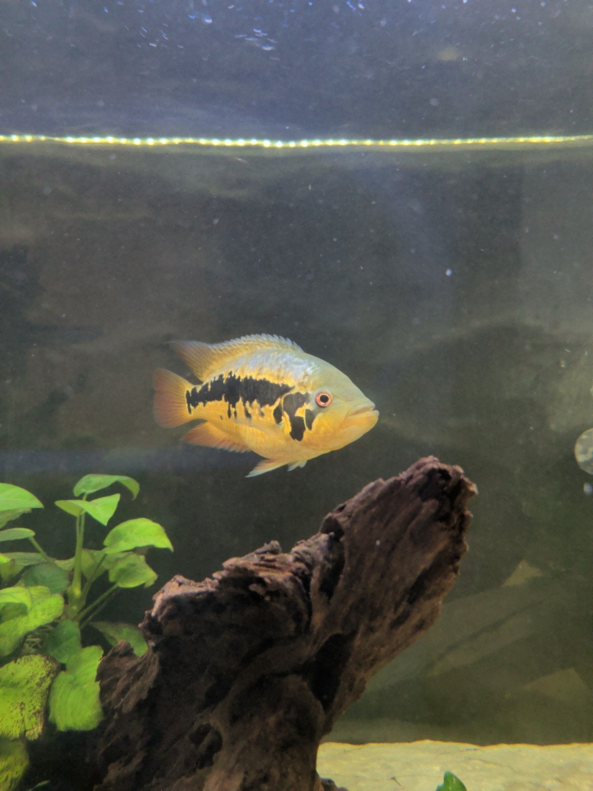 Parachromis friedrichsthali cichlide, Dieren en Toebehoren, Vis