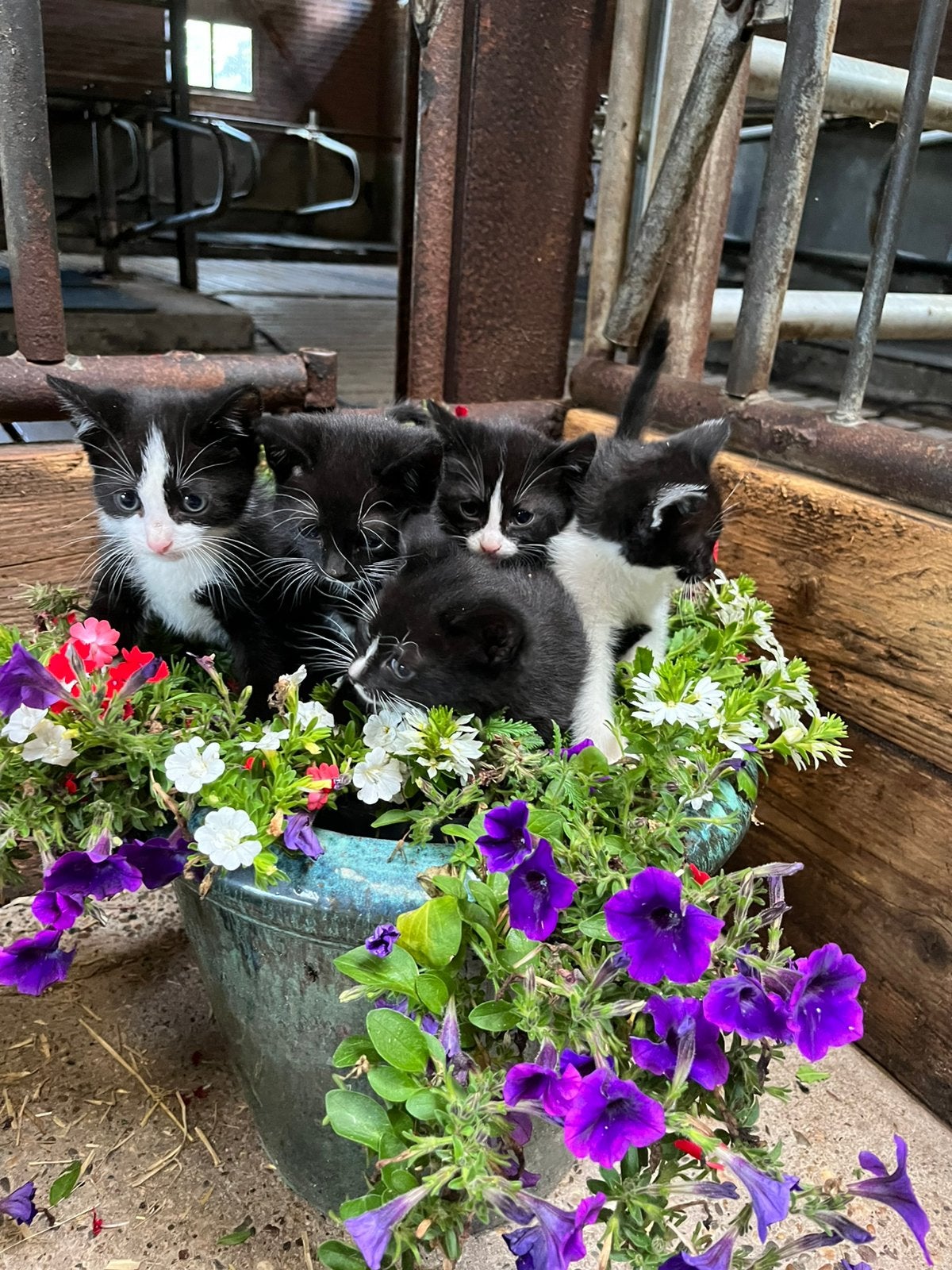 5 Prachtig lieve kittens te koop, Dieren en Toebehoren, Geslacht onbekend, Kortharig, 0 tot 2 jaar