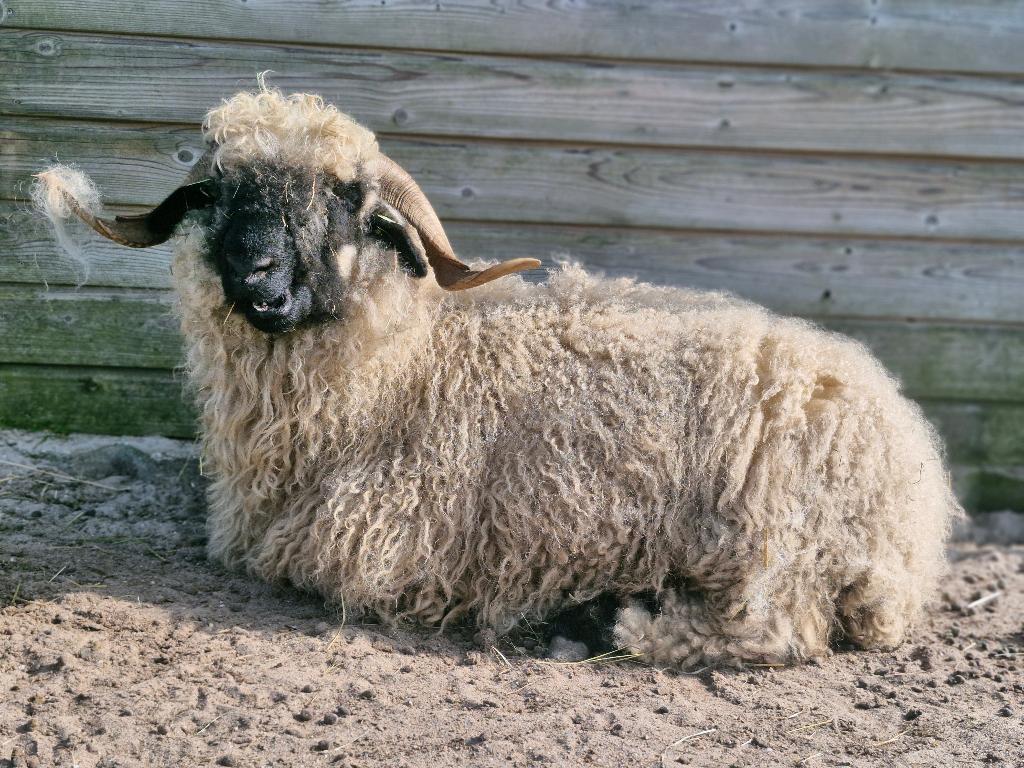Te koop walliser schwarznase wol, Meerdere dieren, Schaap, 3 tot 5 jaar