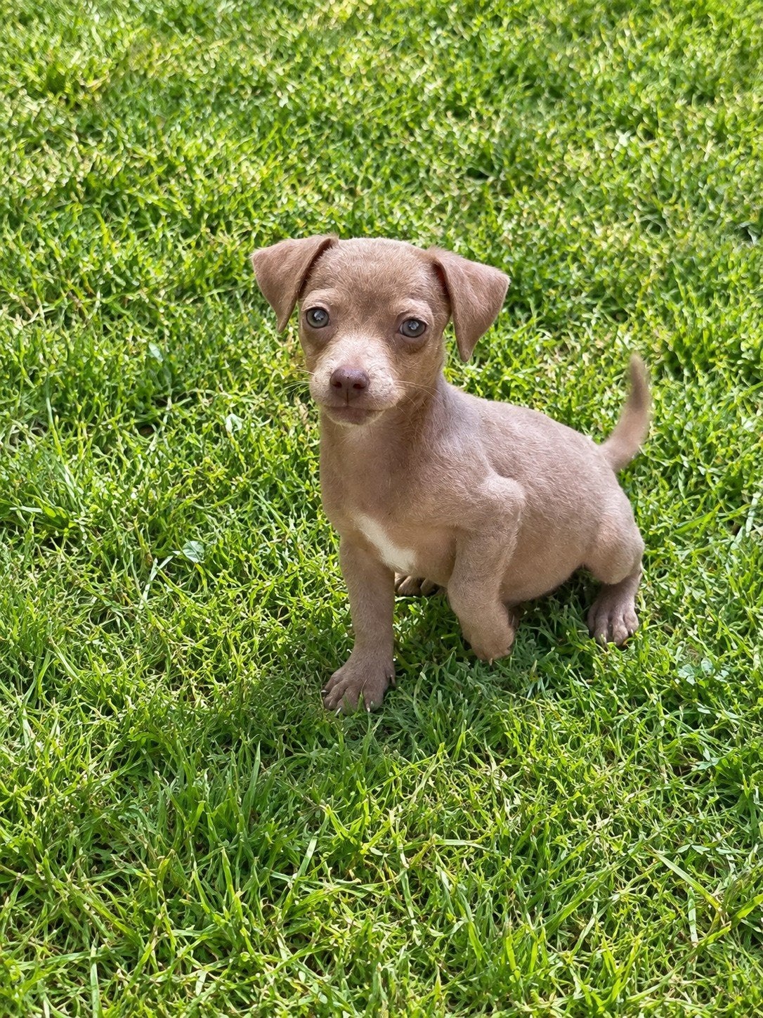 unieke laagbenige jack russel pup, Dieren en Toebehoren, België, Fokker | Hobbymatig, Jack Russell Terriër, CDV (hondenziekte)