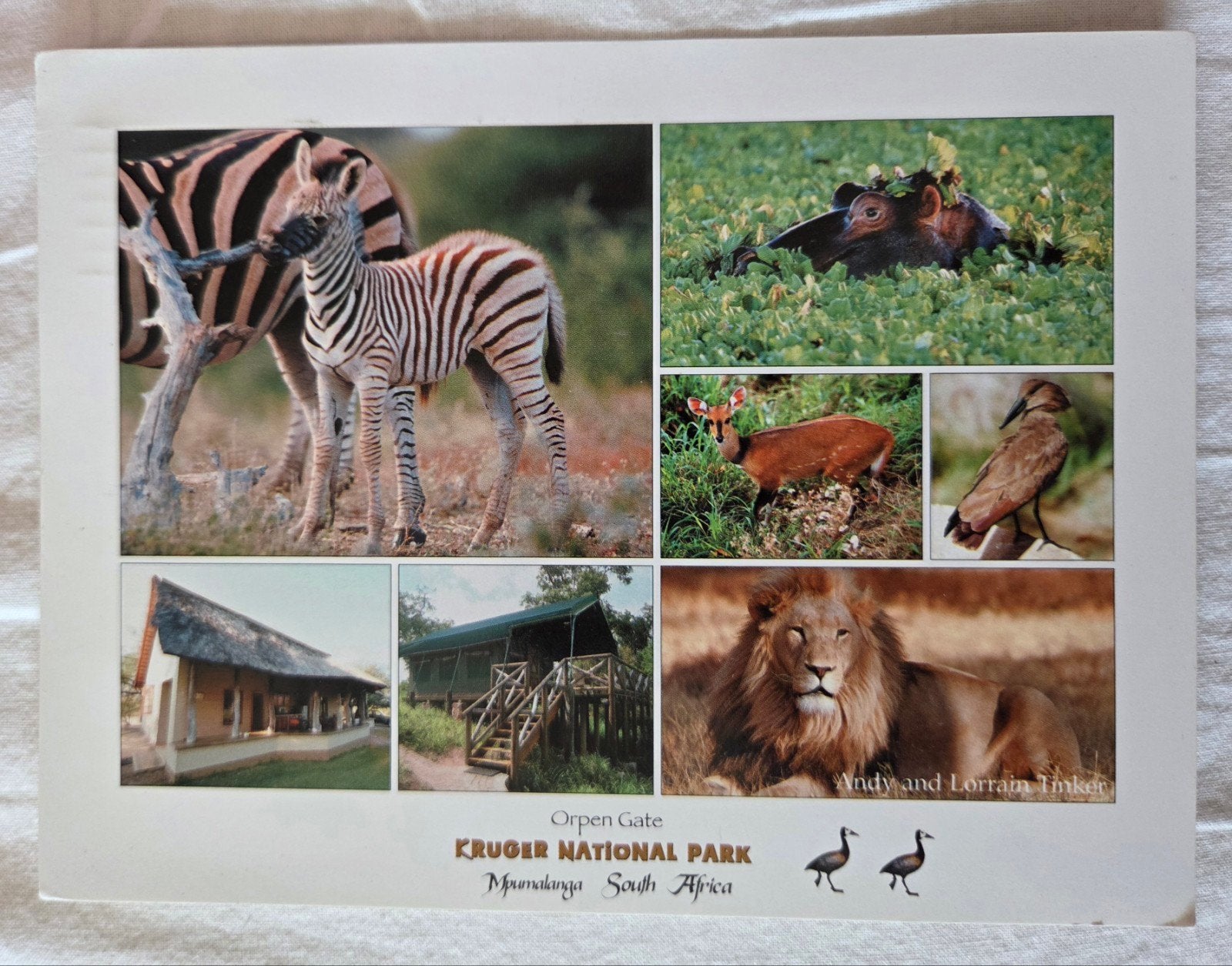 Ansichtkaart Kruger National Park Zuid-Afrika, Verzenden, 1980 tot heden, Gelopen, Buiten Europa