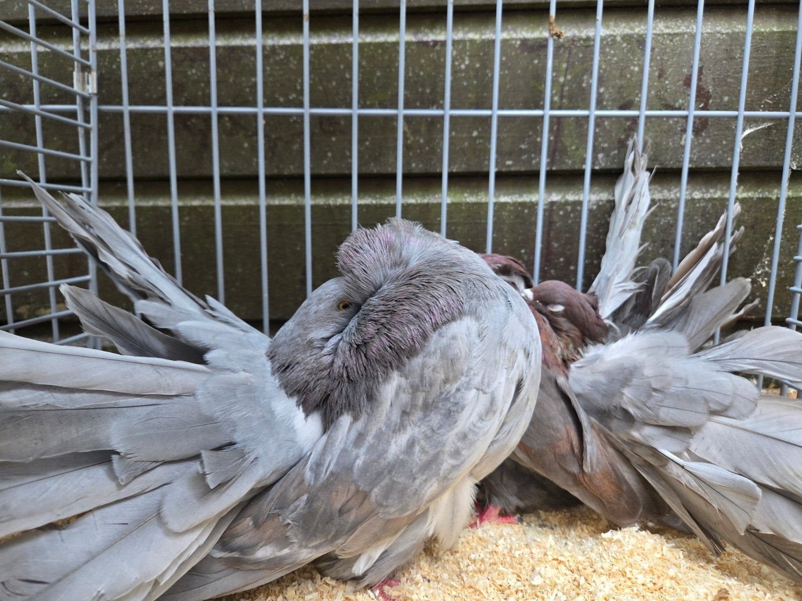 te koop 11 Amerikaanse pauwstaarten, Dieren en Toebehoren, Meerdere dieren, Postduif