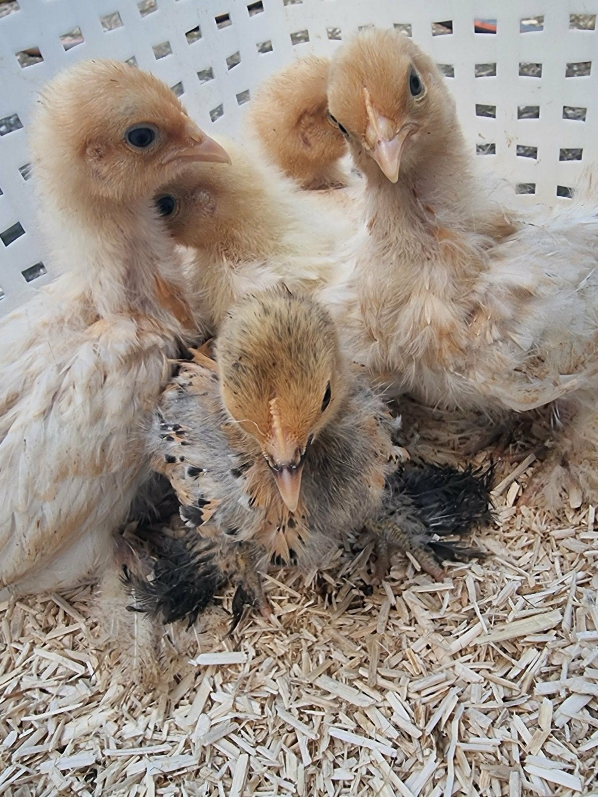 Sabelpootkriel jonge hennetjes te koop, Dieren en Toebehoren, Pluimvee, Vrouwelijk, Kip