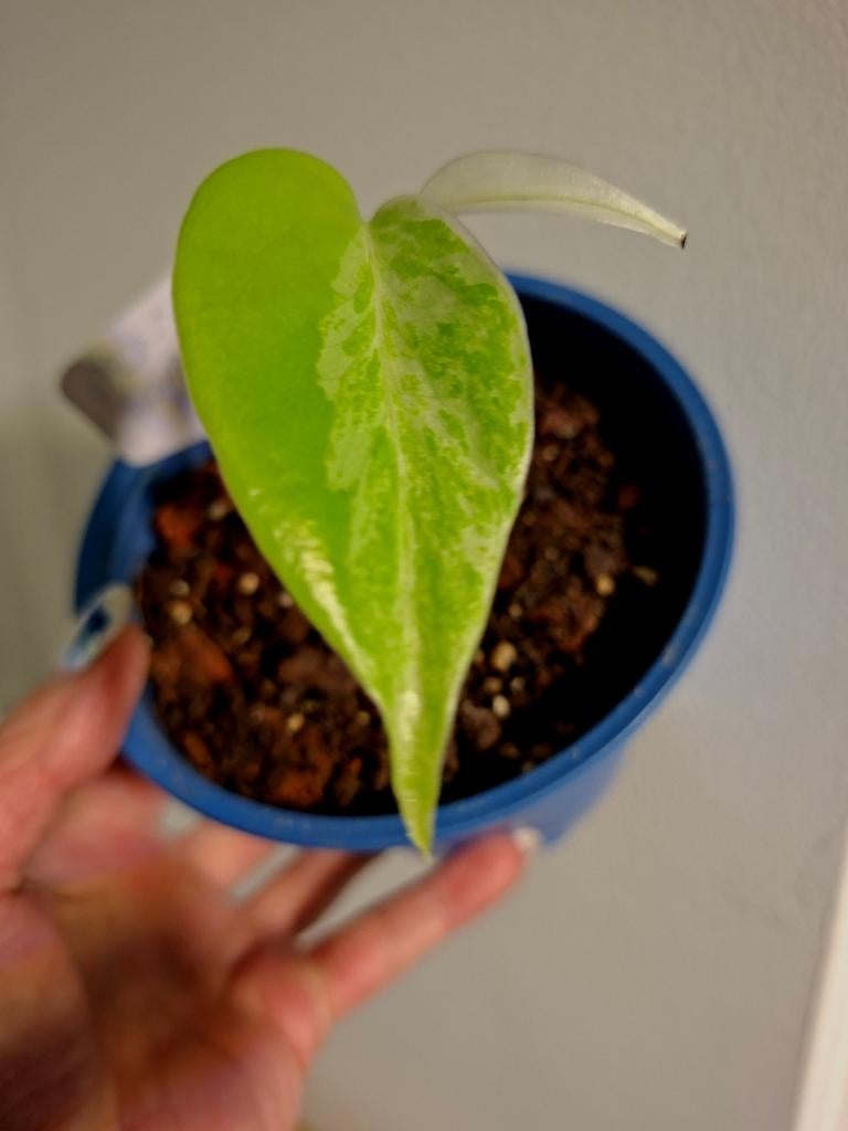 Monstera variegata albo, Ophalen
