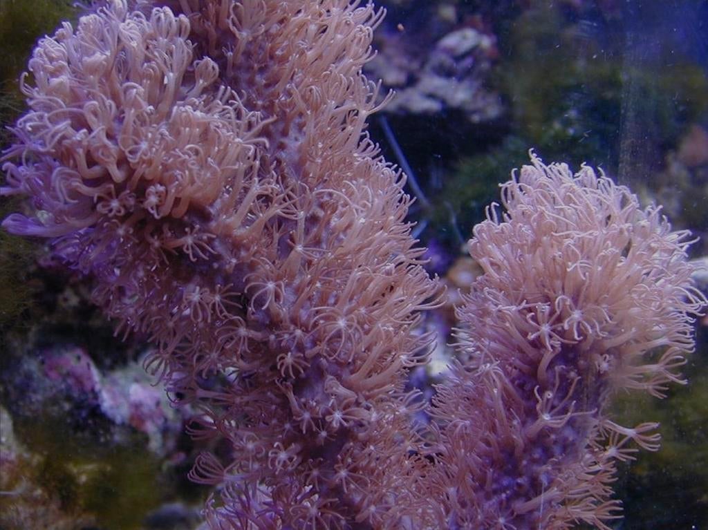 Corky Gorgoon (Briareum Miami), Dieren en Toebehoren, Vissen | Aquaria en Toebehoren, Nieuw, Gevuld zeewateraquarium, Ophalen of Verzenden