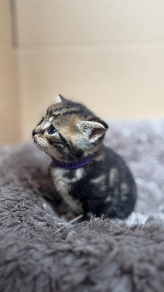 lieve kittens  ( moeder halve bengaal ), Dieren en Toebehoren, Katten en Kittens | Overige Katten, Meerdere dieren