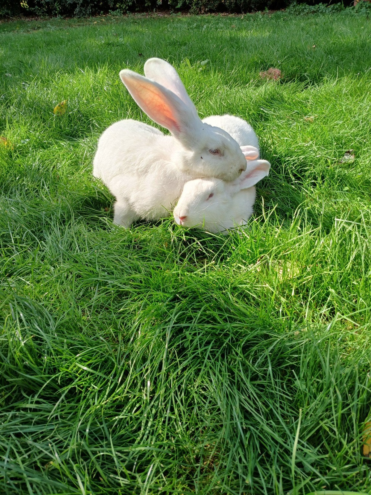 2 witte Duitse reus voedsters, Dieren en Toebehoren, Vrouwelijk, Groot, 0 tot 2 jaar