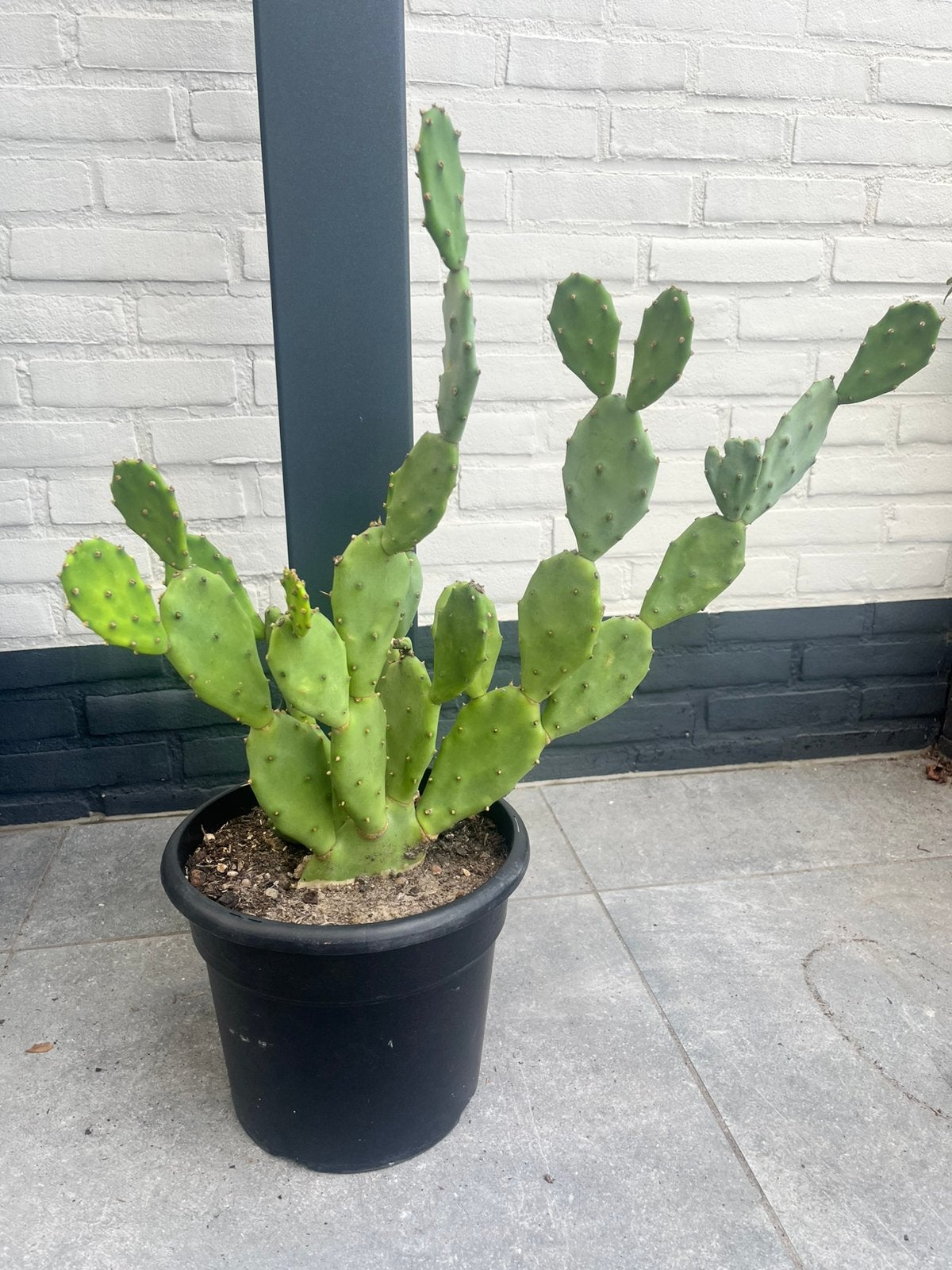 Opuntia schijfcactus, Ophalen, Overige soorten, Volle zon