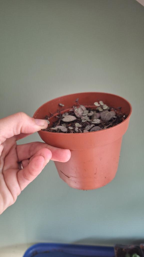 Lantaarnplantje (Ceropegia woodii) - Jonge stekjes, Huis en Inrichting, Kamerplanten, Ophalen of Verzenden