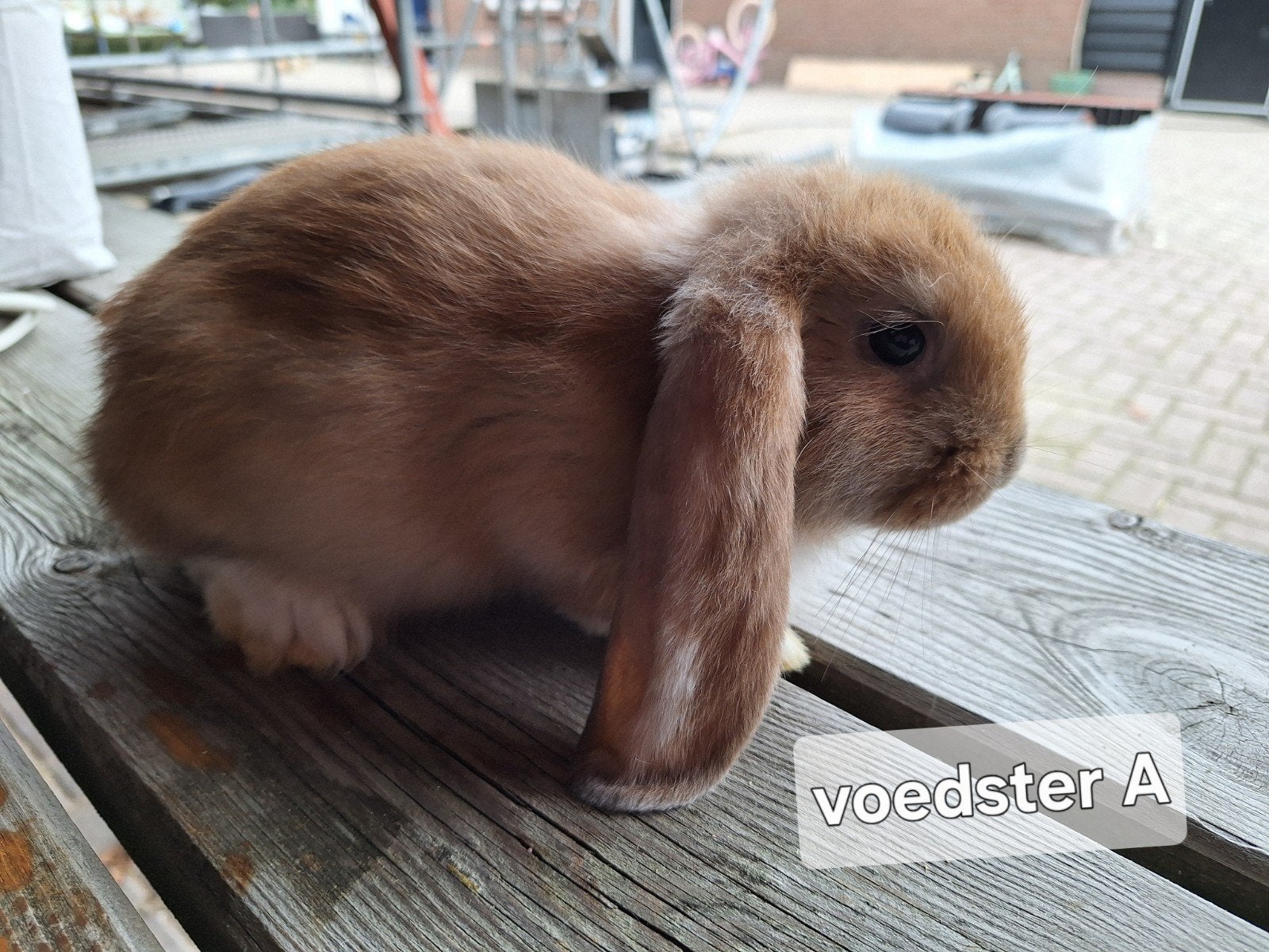 Raszuivere Franse Hangoor konijnen, Dieren en Toebehoren, Meerdere dieren, Groot, Hangoor