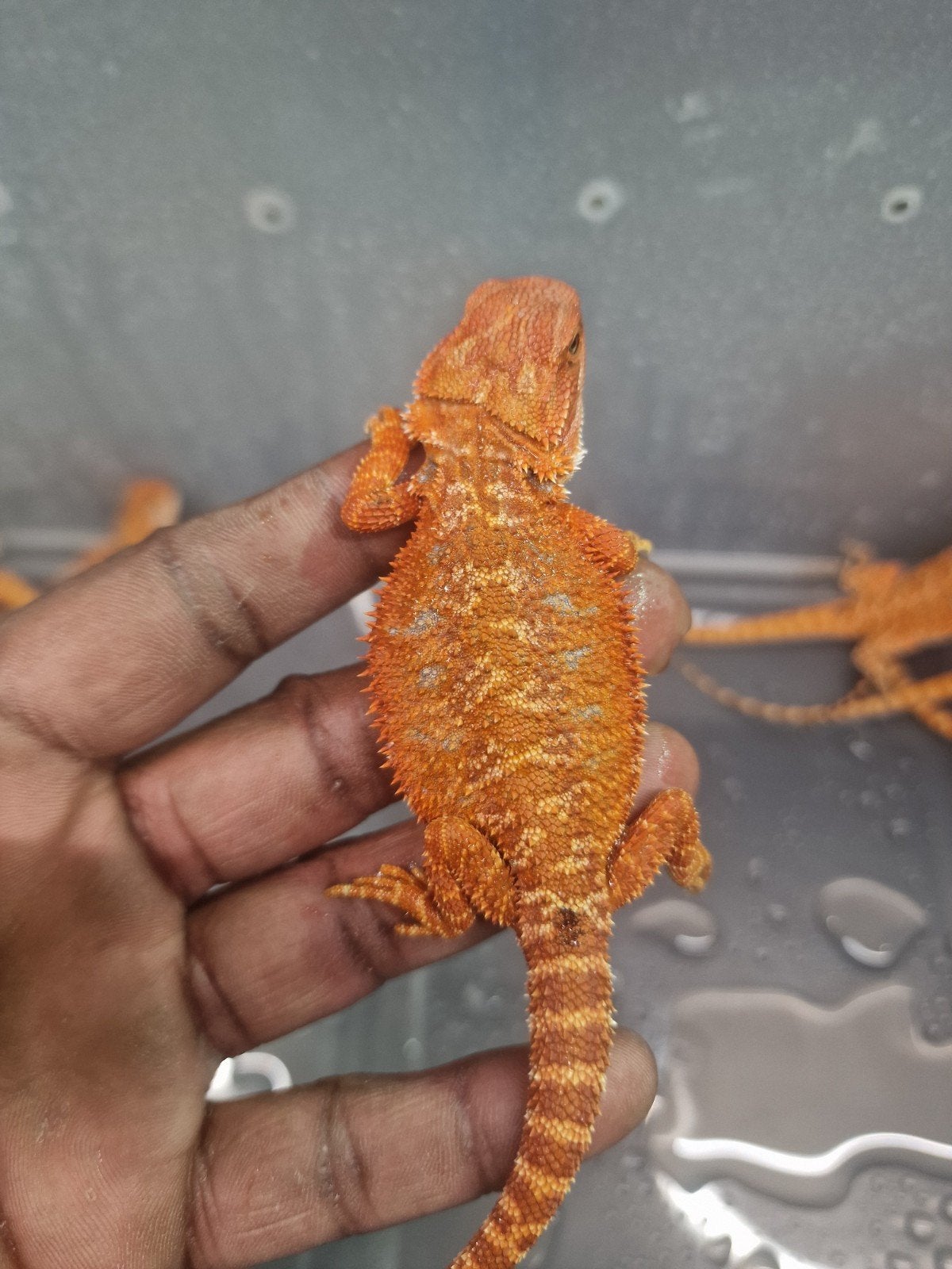 RED MONSTER BAARDAGAAM NAKWEEK – NU TE RESERVEREN Bearded Dragon photo 6