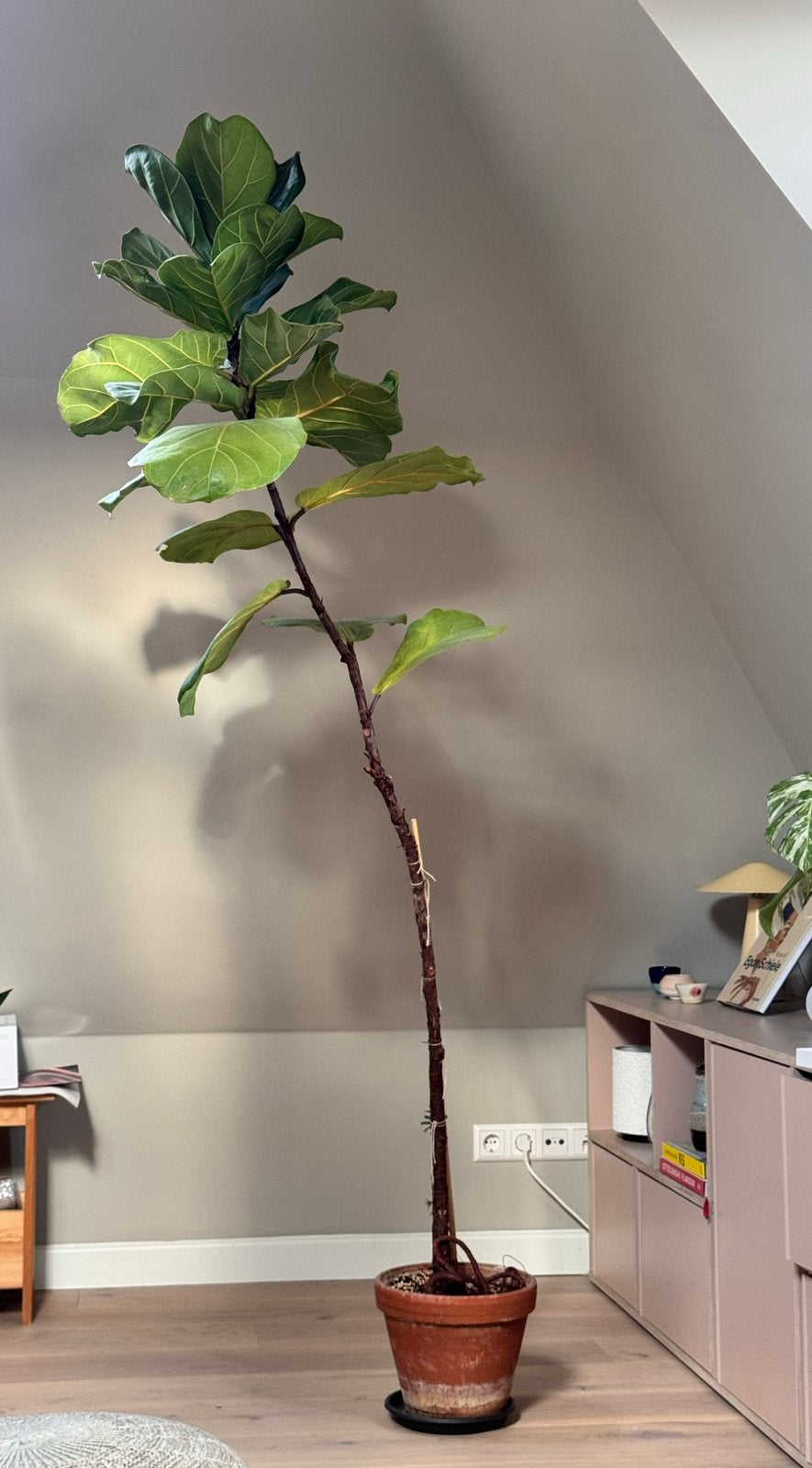 Grote Ficus Lyrata (fiddle-leaf fig) 205cm hoog, Ophalen, Ficus, 200 cm of meer, Halfschaduw