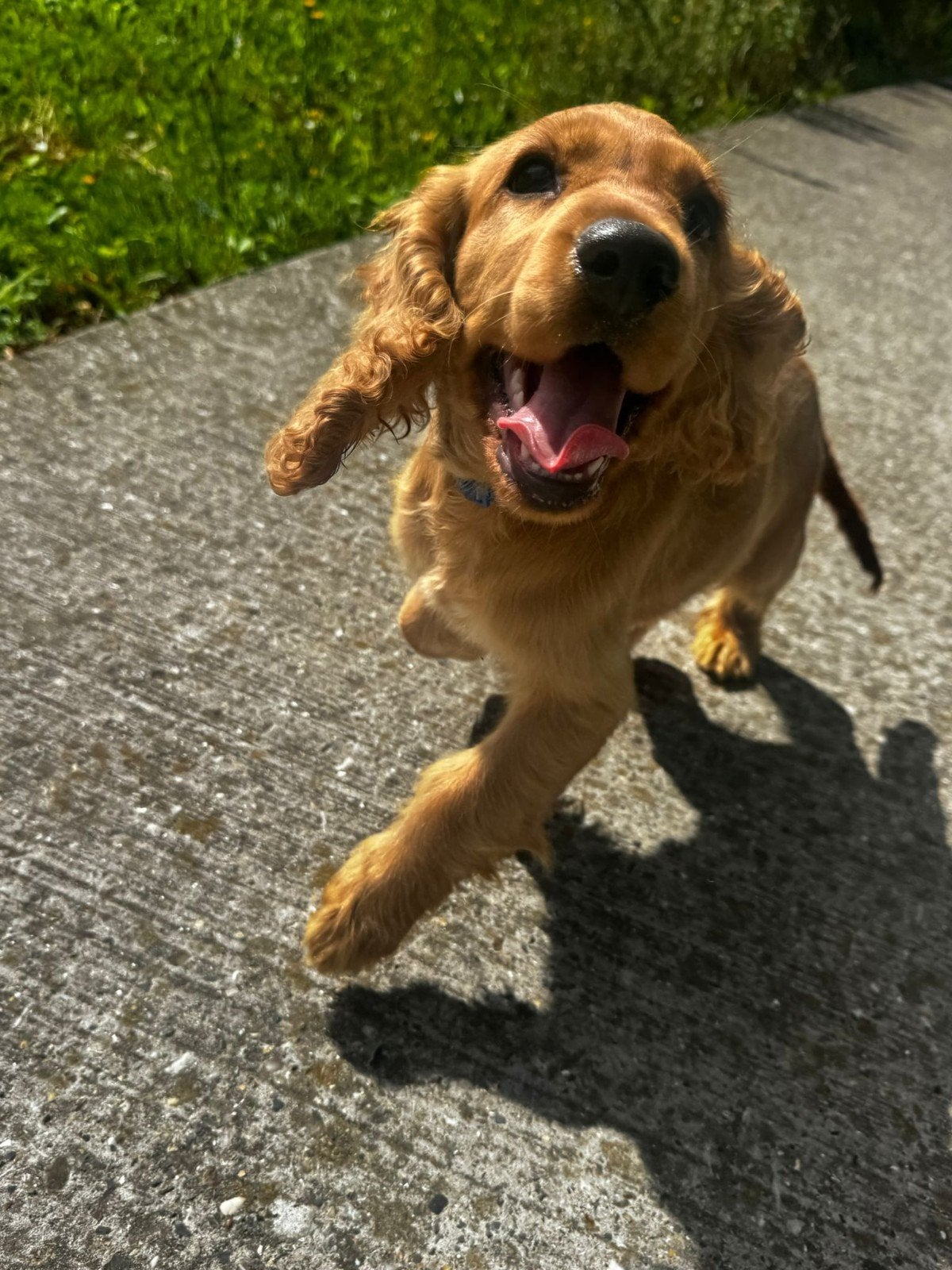 twee cocker spaniël pups, Dieren en Toebehoren, Particulier, 15 weken tot 1 jaar, Reu, Buitenland