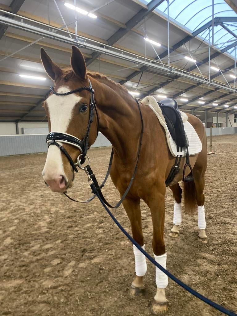 Dressuur outfit lemieux paard !, Ophalen of Verzenden, Zo goed als nieuw, Dressuur