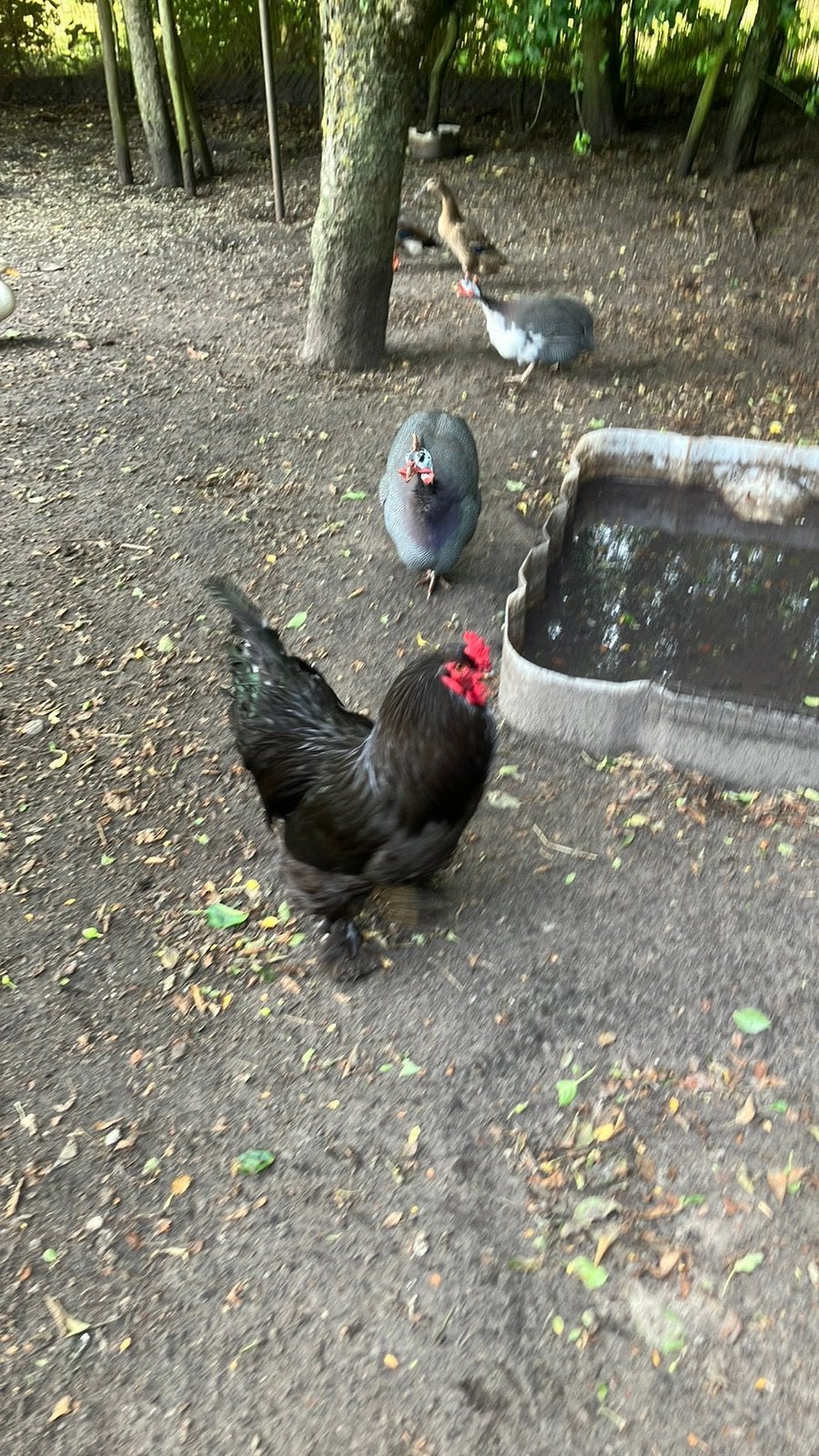 2 mooie bramha hanen, Mannelijk, Kip