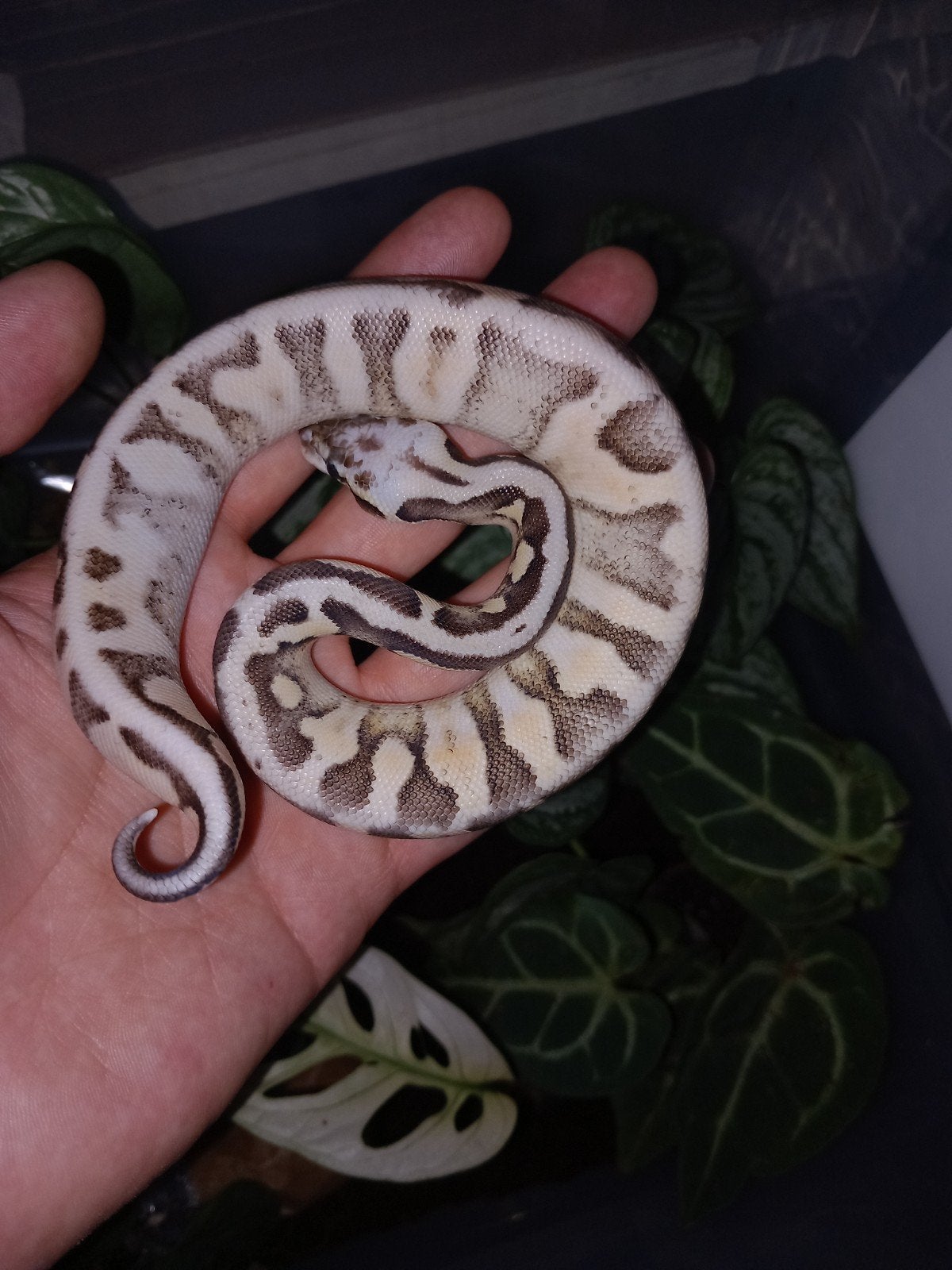 Python regius 0.1 super pastel sugar 66% het hypo nk26