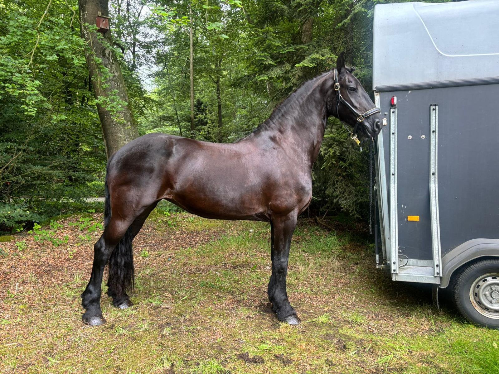 Friese ster merrie – drachtig van Nisse 544, Dieren en Toebehoren, Merrie, Met stamboom, Dressuurpaard, L