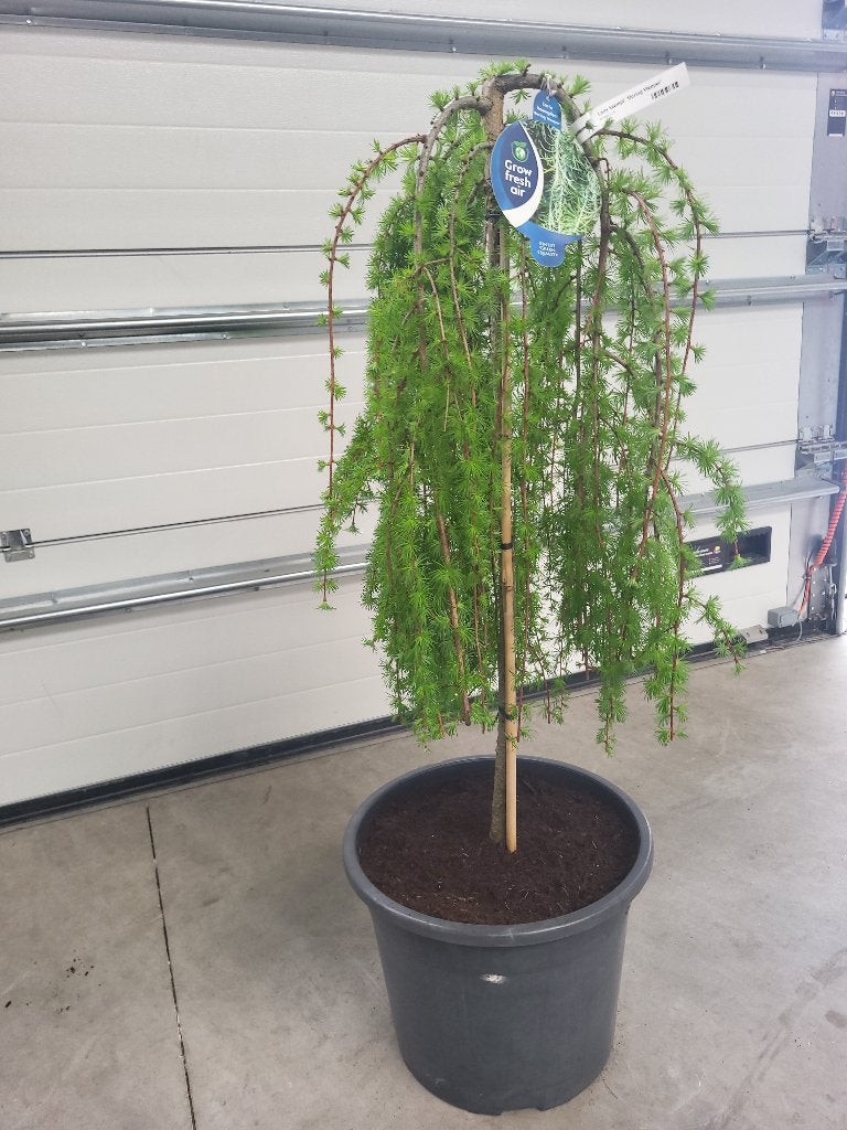 Larix kaempf Boring Weeper treurvorm, Tuin en Terras, Planten | Bomen, Bloeit niet, Overige soorten, 100 tot 250 cm, Ophalen