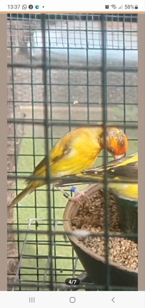 Putters mannen geel, Dieren en Toebehoren, Vogels | Overige Vogels, Mannelijk, Wildzangvogel, Geringd
