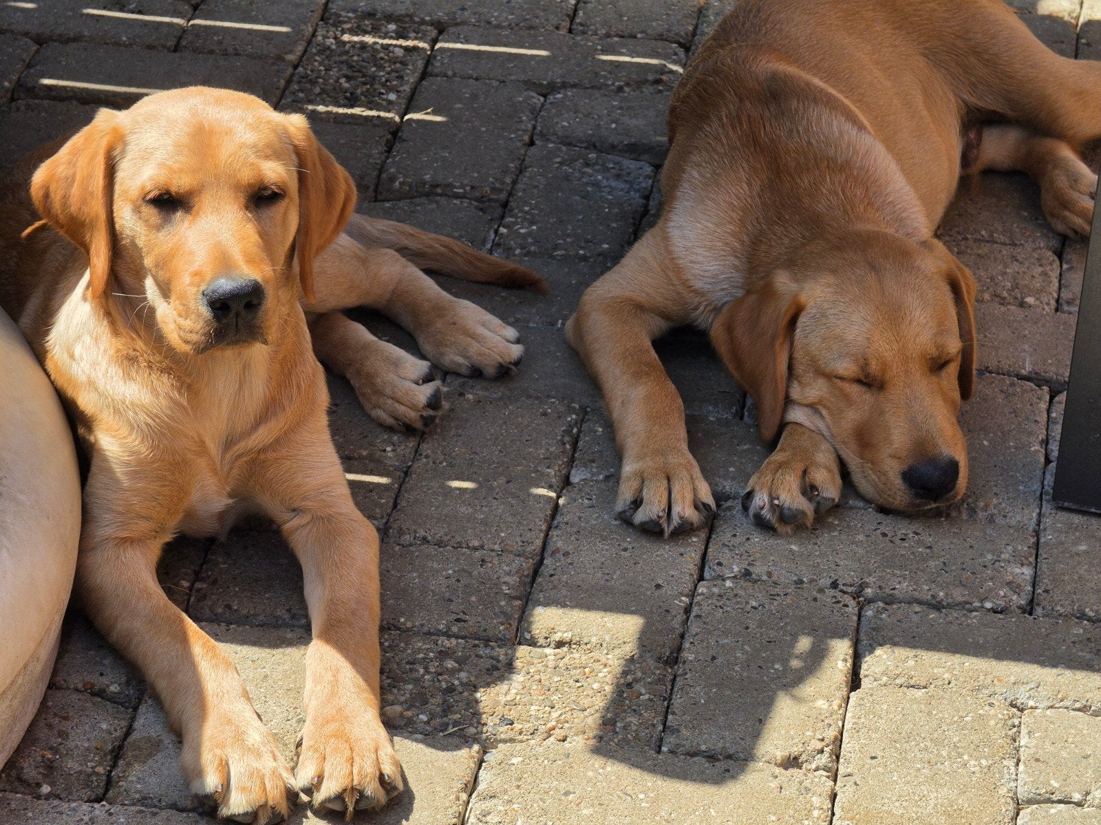 Twee reutjes labrador x golden 4 maanden, 15 weken tot 1 jaar, Reu, Labrador retriever, Meerdere