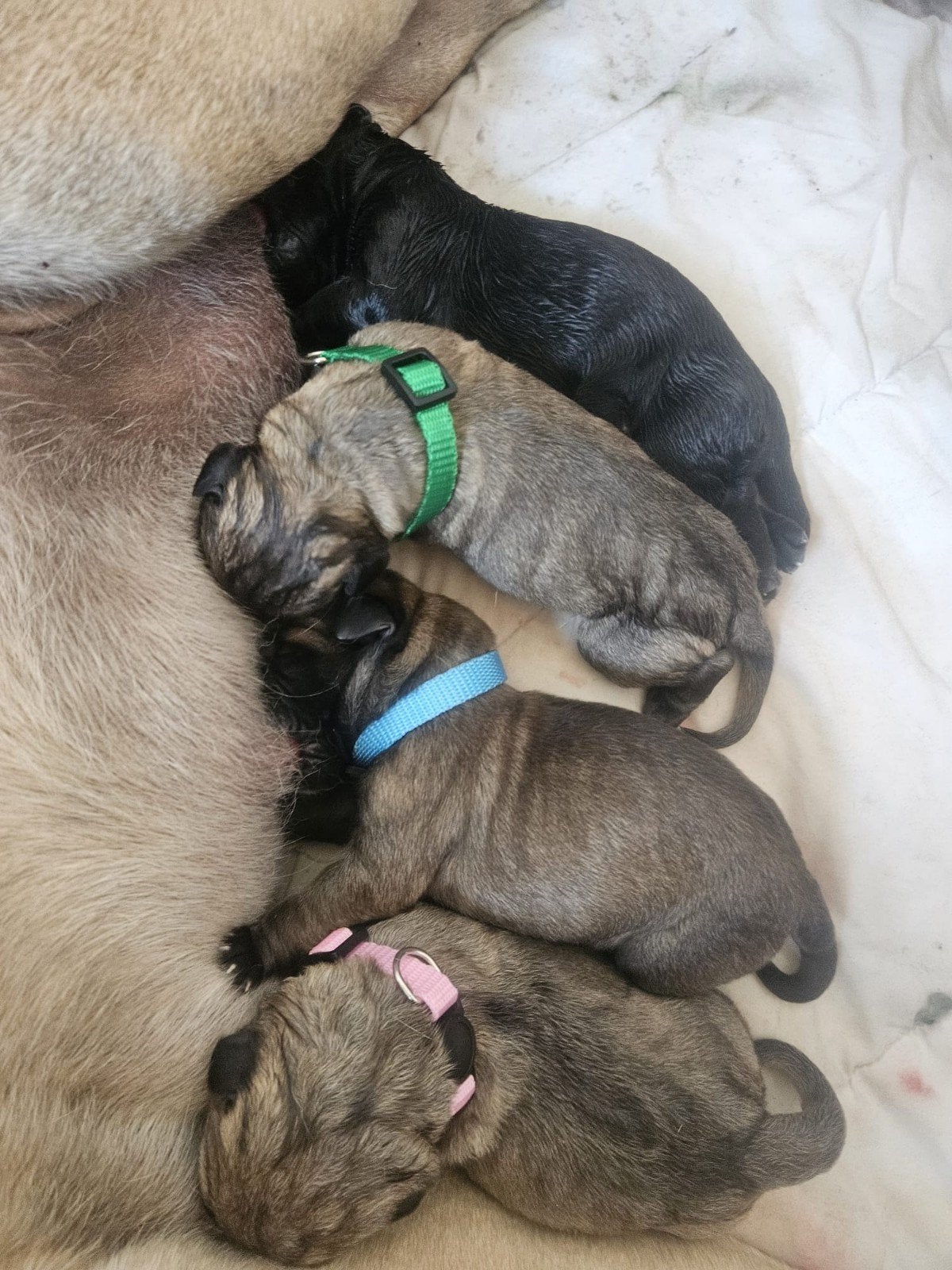 Prachtige bullmastiff x cane corso pups!, 8 tot 15 weken, Groot, Meerdere, Meerdere dieren