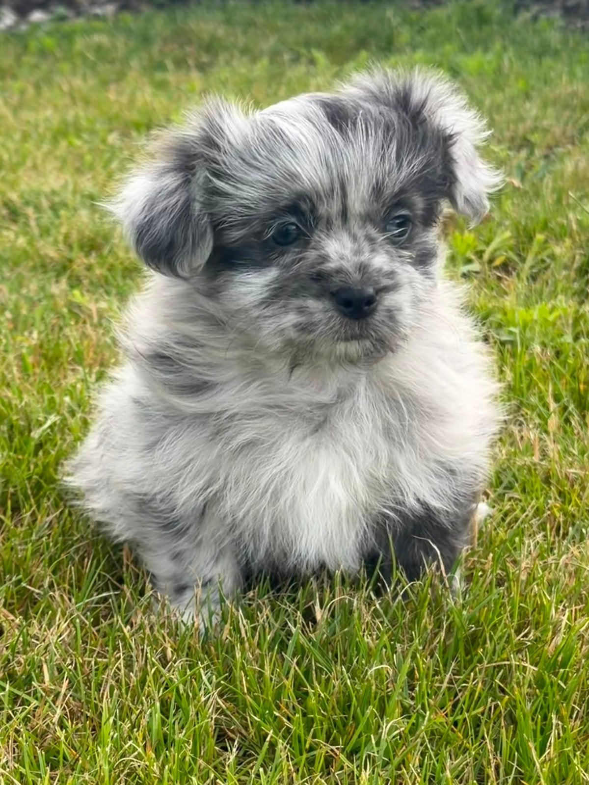 Boomer pups, Nederland, Overige rassen, 8 tot 15 weken, Teef