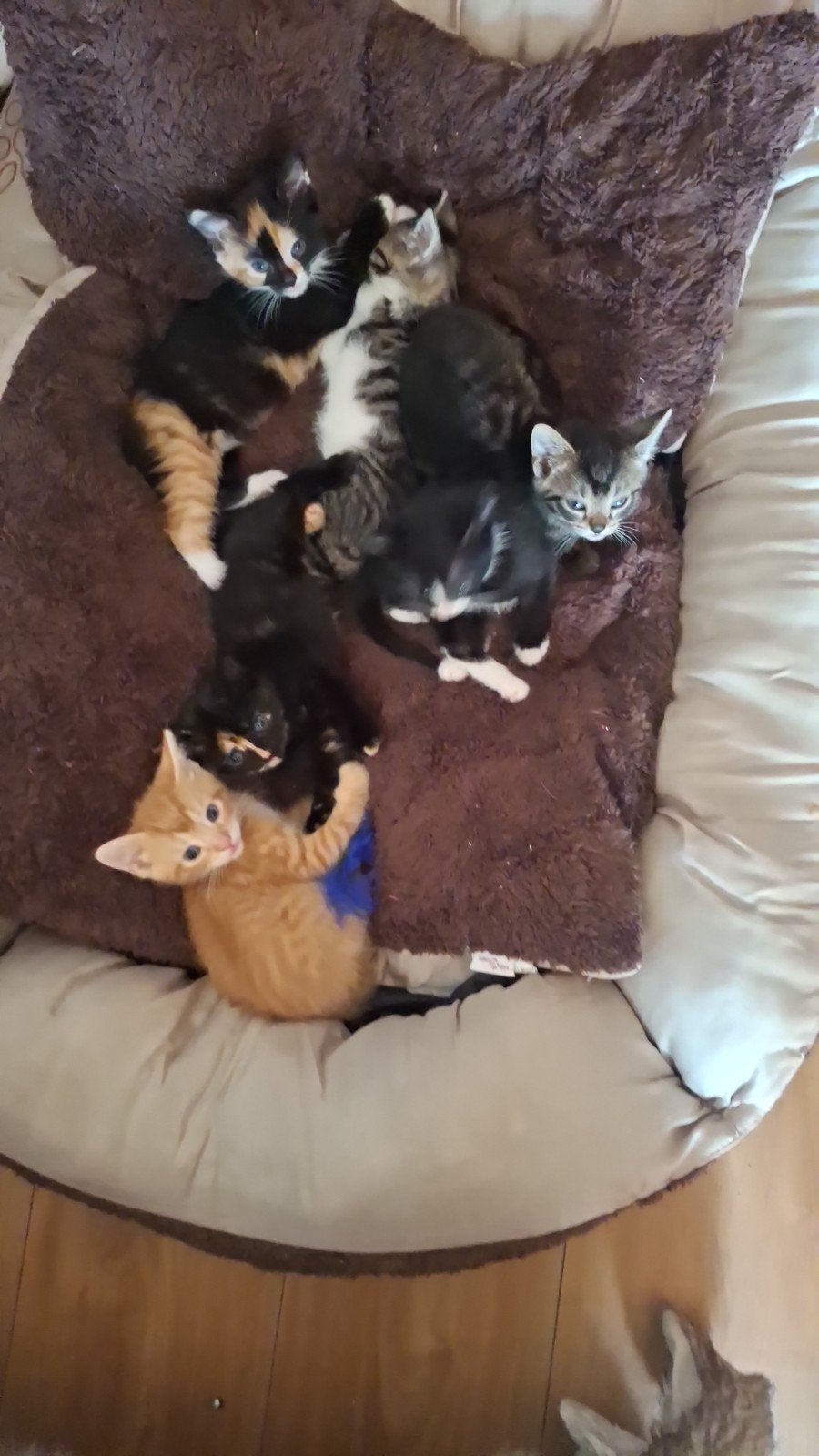 leuke kittens alle kleuren, Meerdere dieren