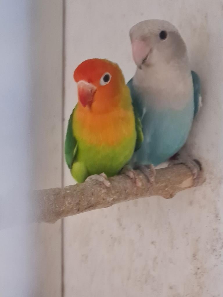 Liliane en roseicollis, Dieren en Toebehoren, Meerdere dieren, Dwergpapegaai of Agapornis