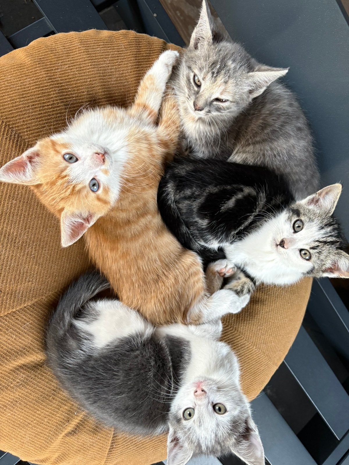 Prachtige, lieve kittens, Dieren en Toebehoren, Meerdere dieren, Kortharig, 0 tot 2 jaar