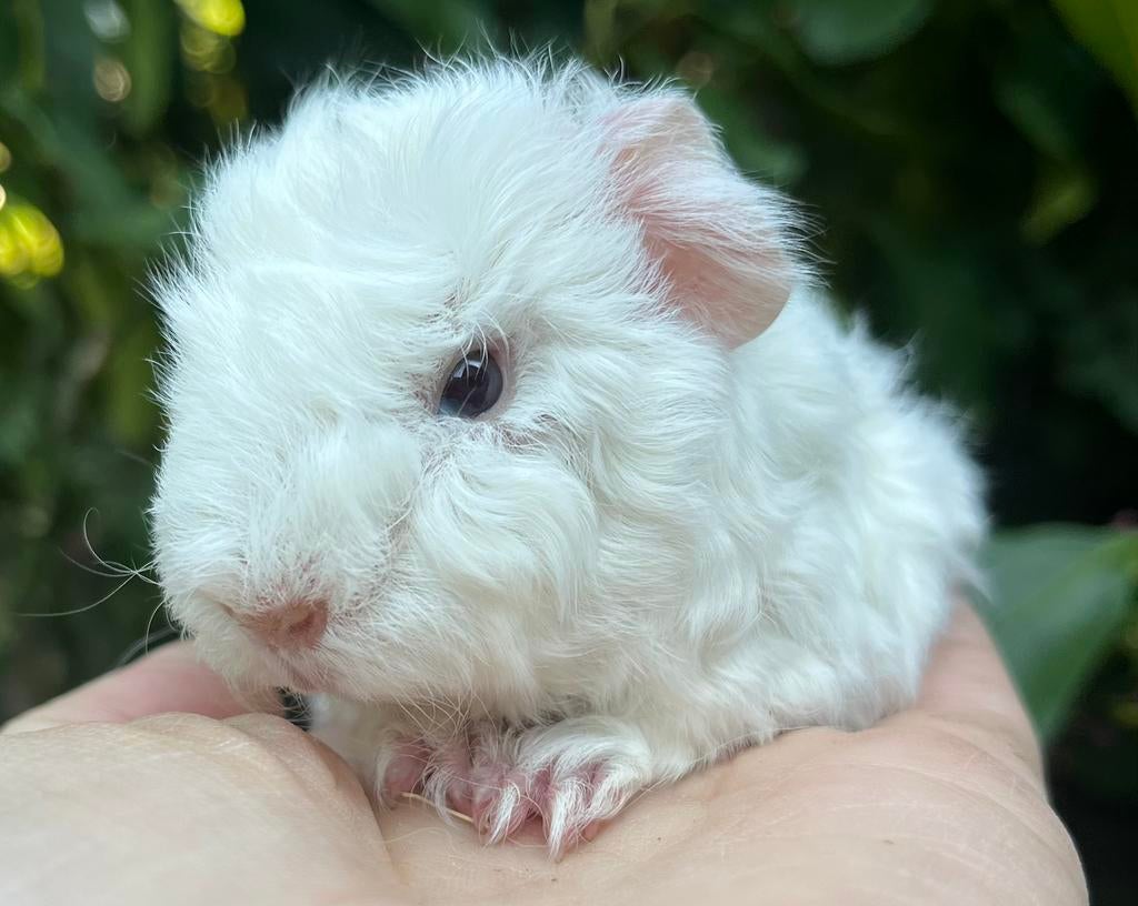 Cavia zeugje kruising CH teddy x Lunkarya, Dieren en Toebehoren, Cavia, Vrouwelijk, Mei, Tam