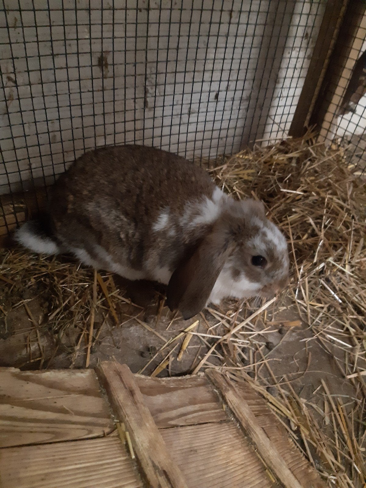 Te koop hangoorkonijntjes, Mannelijk, Middelgroot, Hangoor, 0 tot 2 jaar